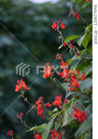 花豆の花 花豆の花 120677648