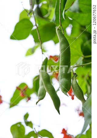 花豆 花豆 120677652