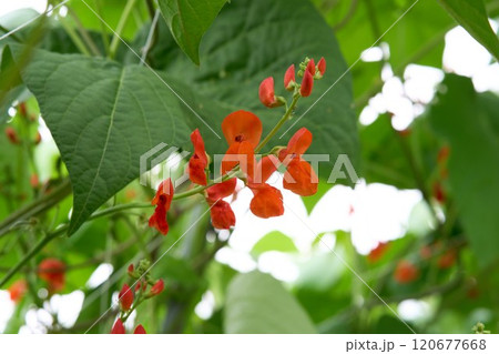 花豆の花 120677668