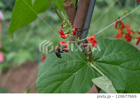 花豆の花とクマバチ 花豆の花とクマバチ 120677669