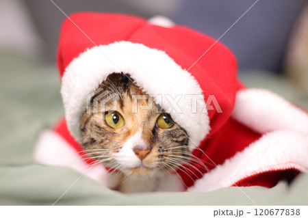 American Shorthair A curious, affectionate, and possessive cat. A hybrid of the American Shorthair and the Bengal, the Toyger is called a mini tiger. 120677838