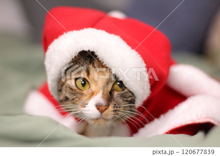 American Shorthair A curious, affectionate, and possessive cat. A hybrid of the American Shorthair and the Bengal, the Toyger is called a mini tiger. 120677839