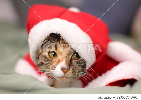 American Shorthair A curious, affectionate, and possessive cat. A hybrid of the American Shorthair and the Bengal, the Toyger is called a mini tiger. American Shorthair A curious, affectionate, and possessive cat. A hybrid of the American Shorthair and the Bengal, the Toyger is called a mini tiger. 120677840