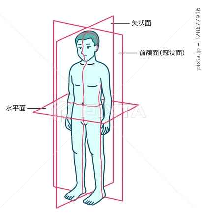 人体、基本面、前額面、矢状面、水平面 人体、基本面、前額面、矢状面、水平面 120677916