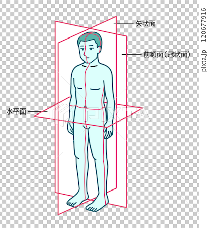 人体、基本面、前額面、矢状面、水平面 人体、基本面、前額面、矢状面、水平面 120677916