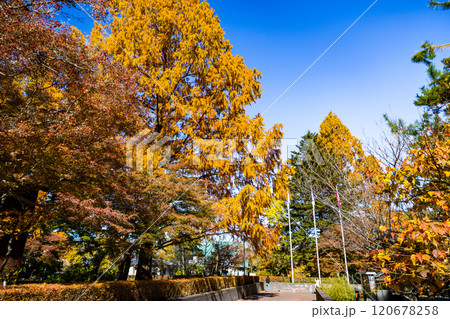 埼玉県長瀞町　紅葉の埼玉県立自然の博物館 120678258