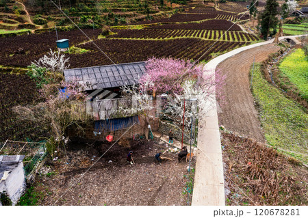 Ha Giang, Vietnam - January 15, 2024: Spring and the peaceful life of the Hmong ethnic group in Ha Giang 120678281
