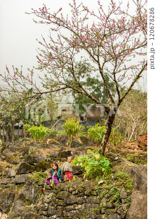 Ha Giang, Vietnam - January 15, 2024: Spring and the peaceful life of the Hmong ethnic group in Ha Giang 120678286