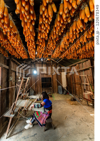 Ha Giang - January 15, 2024: The linen weaving profession of the Mong people in Lung Tam, Ha Giang 120678349