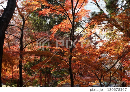 戸山公園 戸山公園 120678367