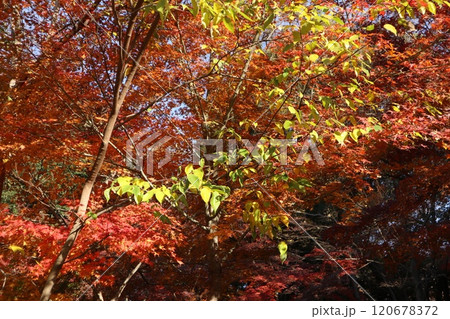 戸山公園 戸山公園 120678372