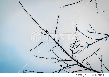 空に伸びる桜の蕾と枝の先 120678418