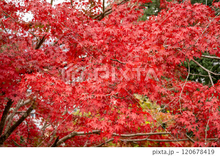 真っ赤な紅葉のズームアップ 真っ赤な紅葉のズームアップ 120678419