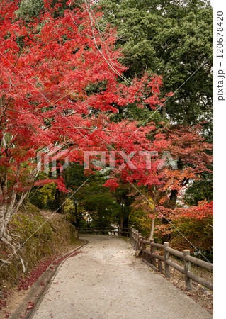 手すりのある歩道に生える真っ赤な紅葉 120678420