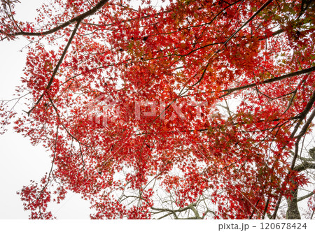 白い空を背景にした真っ赤な紅葉 白い空を背景にした真っ赤な紅葉 120678424