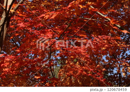 戸山公園 戸山公園 120678459