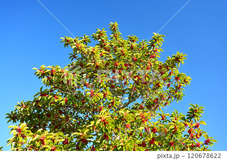 クロガネモチ(縁起物にも) クロガネモチ(縁起物にも) 120678622