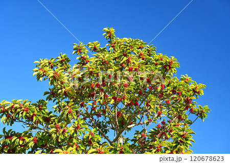 クロガネモチ(縁起物にも) クロガネモチ(縁起物にも) 120678623