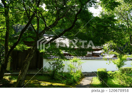 正伝寺の樹木 120678958