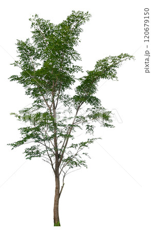 tree removed oriiginal background isolated on white background tree removed oriiginal background isolated on white background 120679150