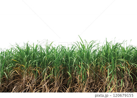 isolated sugar cane field 120679155