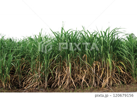 sugar cane field manual dicut removed original background 120679156