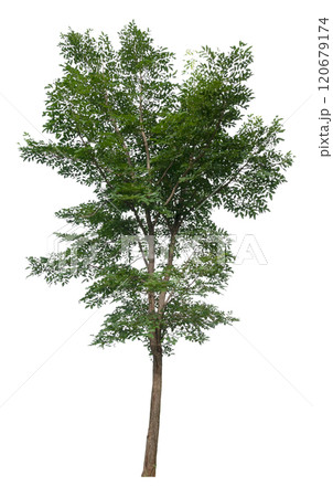 tree removed oriiginal background isolated on white background tree removed oriiginal background isolated on white background 120679174