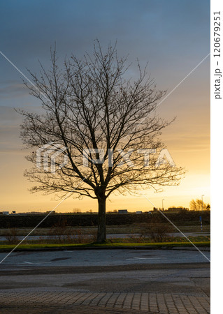 A tree backlit by golden smooth light in a sunrise. Silhouette of a solitary tree without leaves A tree backlit by golden smooth light in a sunrise. Silhouette of a solitary tree without leaves 120679251