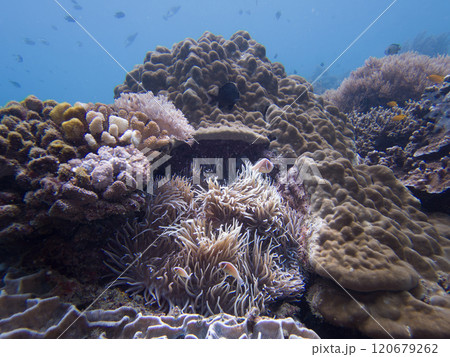 Pink skunk clownfish or pink anemonefish, Amphiprion perideraion, in its host anemone Pink skunk clownfish or pink anemonefish, Amphiprion perideraion, in its host anemone 120679262