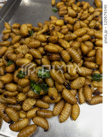 Deep fried coconut beetle larvae , local northern Thailand food, Thai street food 120679340
