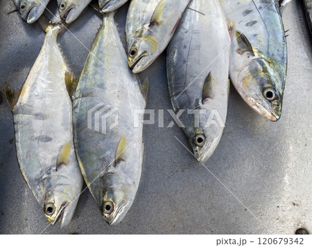 Background of fresh raw sea fish sell in fishery fresh market Background of fresh raw sea fish sell in fishery fresh market 120679342