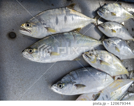 Background of fresh raw sea fish sell in fishery fresh market 120679344