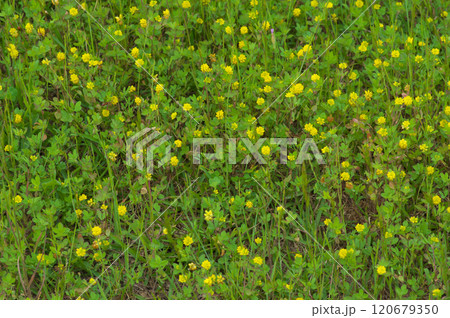 初夏のコメツブツメクサの群生 初夏のコメツブツメクサの群生 120679350