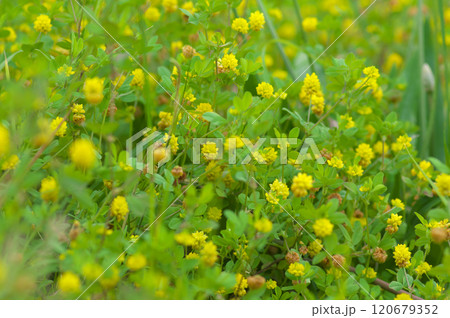 初夏のコメツブツメクサの群生 120679352