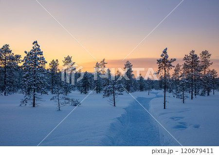Just After Sunset in a Snowy Polar Forest Just After Sunset in a Snowy Polar Forest 120679411