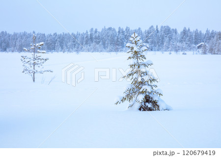 Snowfall at the Edge of the Northern Forest Snowfall at the Edge of the Northern Forest 120679419