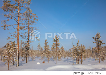 Sunny Day in a Snowy Sparse Forest Sunny Day in a Snowy Sparse Forest 120679420