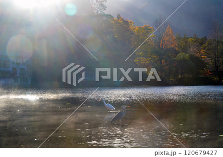 朝陽差す金鱗湖 朝陽差す金鱗湖 120679427