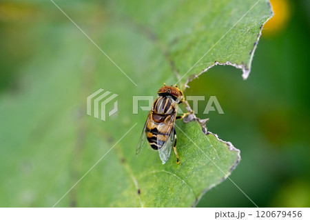 キゴシハナアブ 120679456