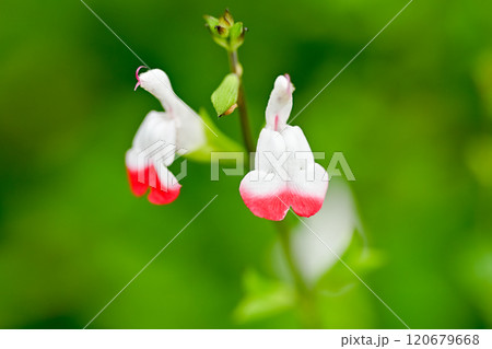 白いチェリーセージの花 白いチェリーセージの花 120679668