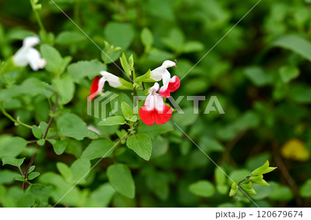 白いチェリーセージの花 白いチェリーセージの花 120679674