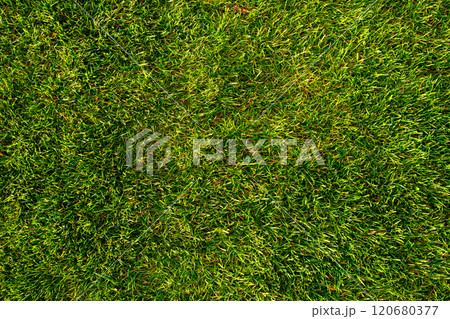 Green grass top view. Texture. Background. Turf surface. Flat green grass texture background. Smooth green grass, well-groomed lawn on a sunny day. Natural background of yellow-green grass in the sun Green grass top view. Texture. Background. Turf surface. Flat green grass texture background. Smooth green grass, well-groomed lawn on a sunny day. Natural background of yellow-green grass in the sun 120680377