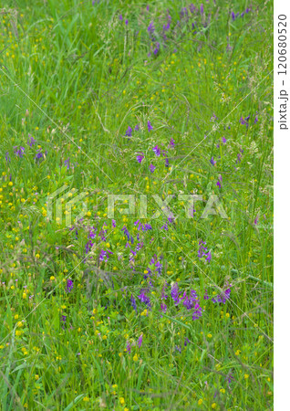 ナヨクサフジとコメツブツメクサの群生 ナヨクサフジとコメツブツメクサの群生 120680520