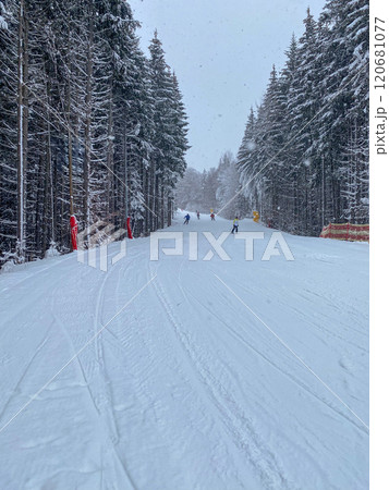 Skiers on a Snowy Slope Surrounded by Pine Trees Skiers on a Snowy Slope Surrounded by Pine Trees 120681077