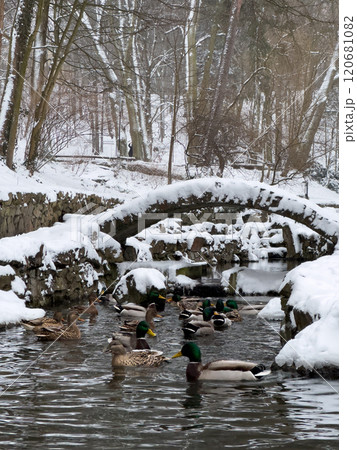 Ducks Swimming in a Snowy Winter Stream Ducks Swimming in a Snowy Winter Stream 120681082