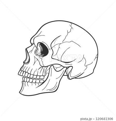 Human skull isolated on white background. Sketch. Anatomical illustration. 120681306