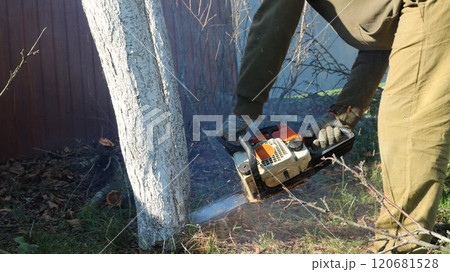 a man in work clothes with an old chainsaw in his hands, bending over, cutting down a tree at the root in a garden, park or forest 120681528