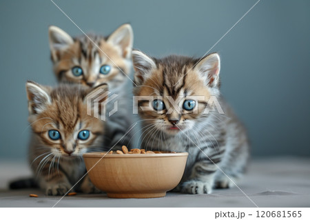 Selective focus of A group of kittens are eating in the house. 120681565