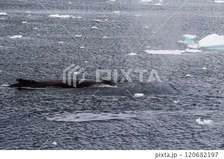 Detail of a humpback dorsal fin and blow hole 120682197