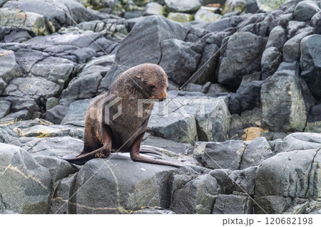Fur seal on a rock 120682198
